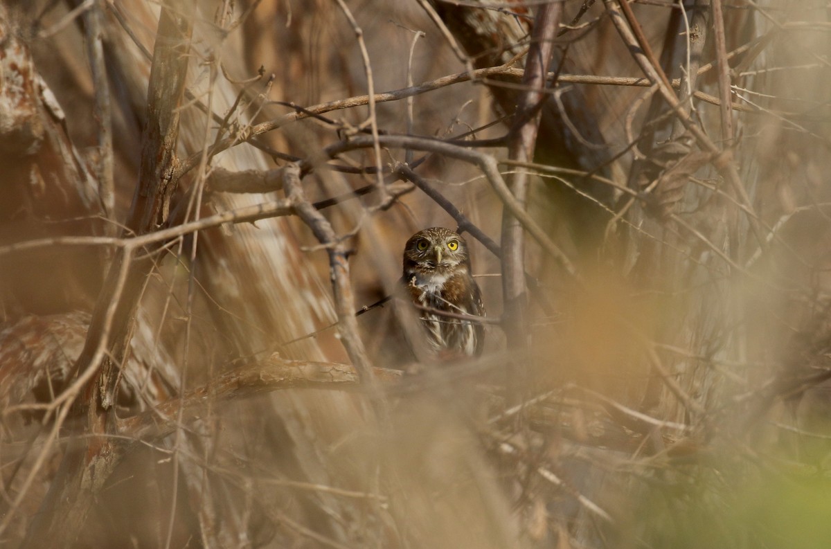 Ferruginous Pygmy-Owl (Ferruginous) - ML176850221