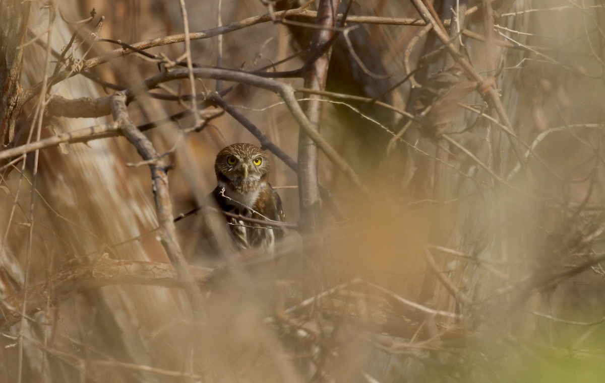 Ferruginous Pygmy-Owl (Ferruginous) - ML176850261