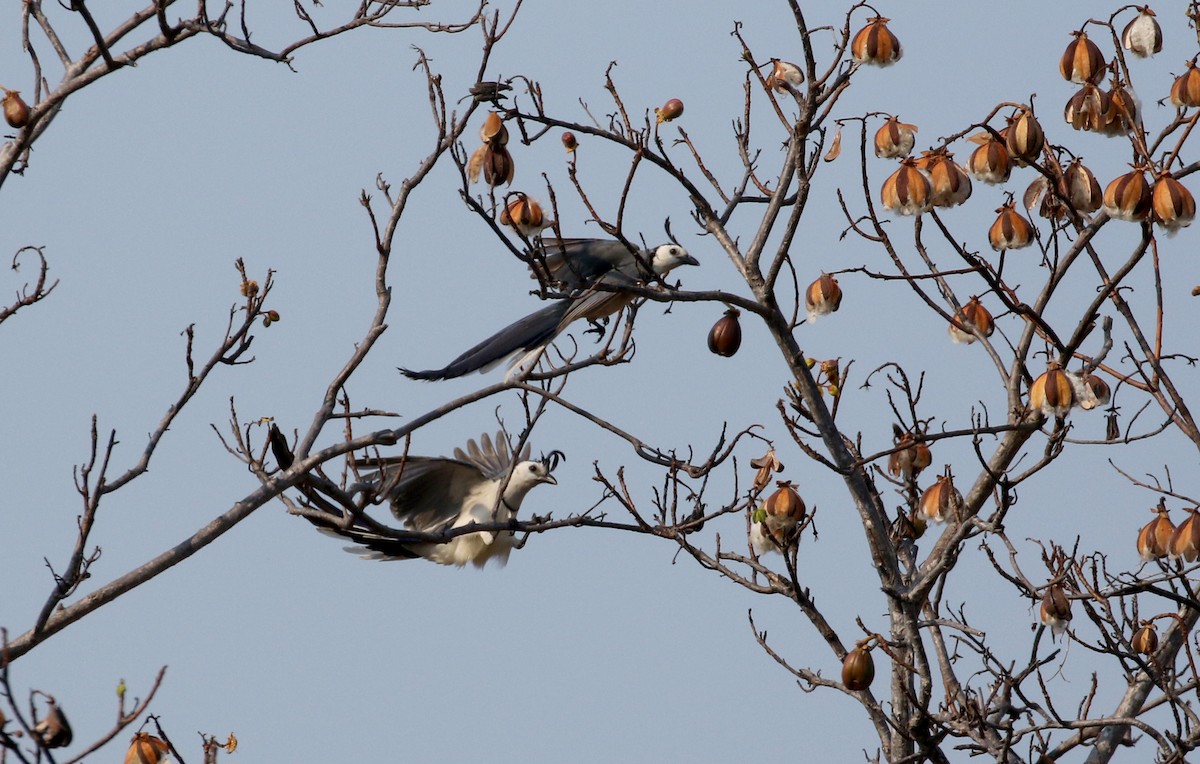 White-throated Magpie-Jay - ML176850371