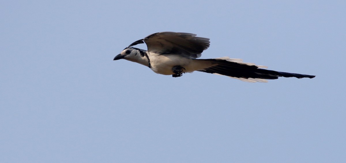White-throated Magpie-Jay - ML176850411