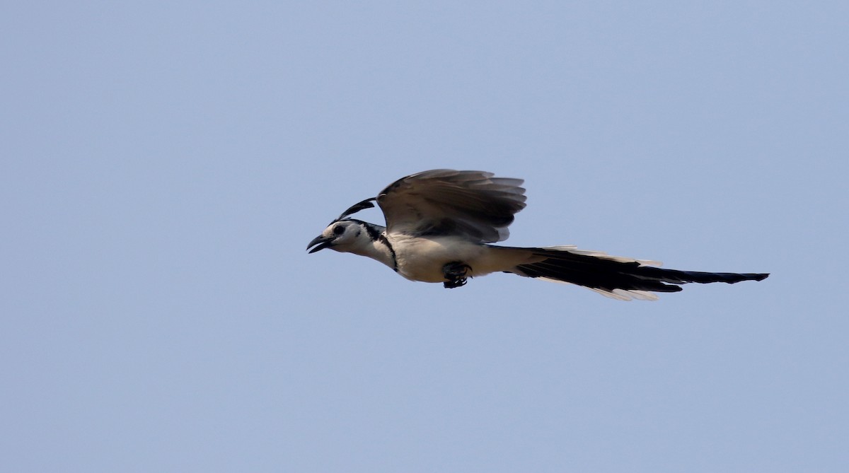 White-throated Magpie-Jay - ML176850431