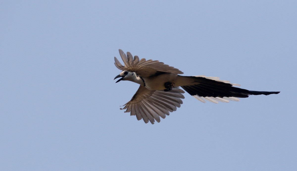 White-throated Magpie-Jay - Jay McGowan