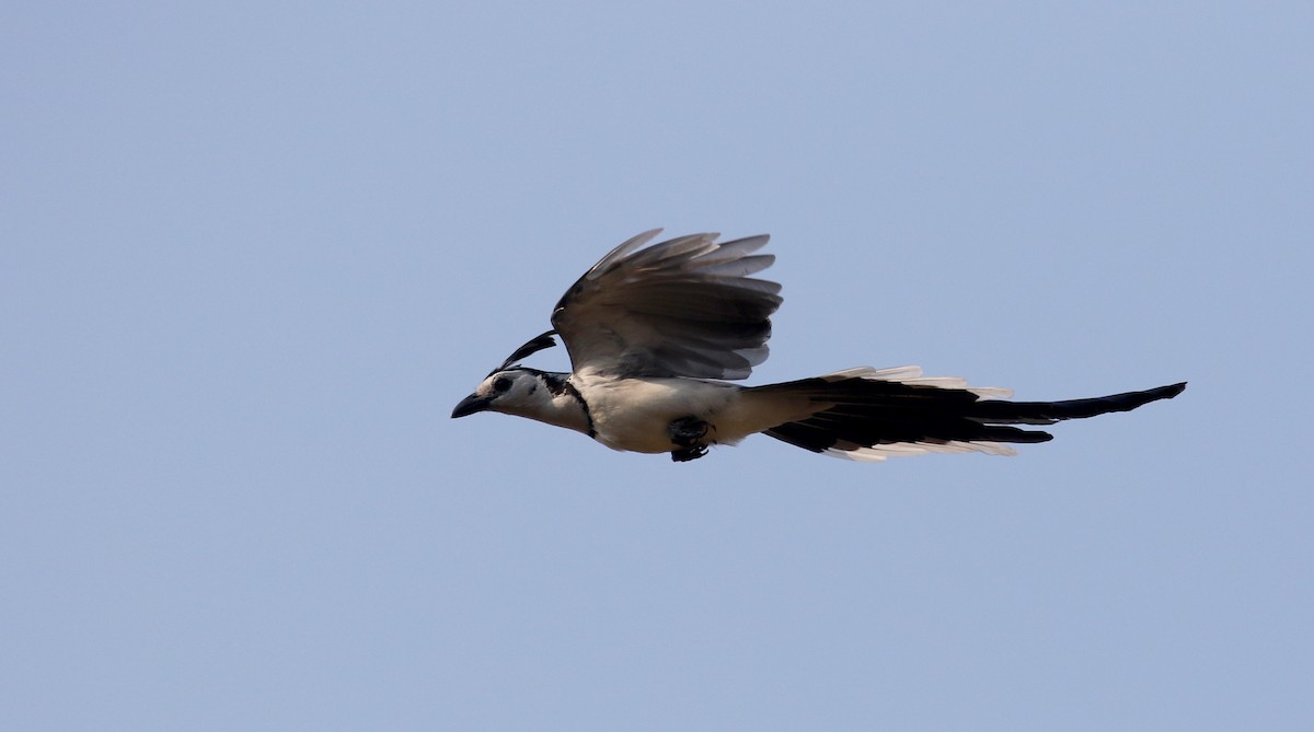 White-throated Magpie-Jay - Jay McGowan