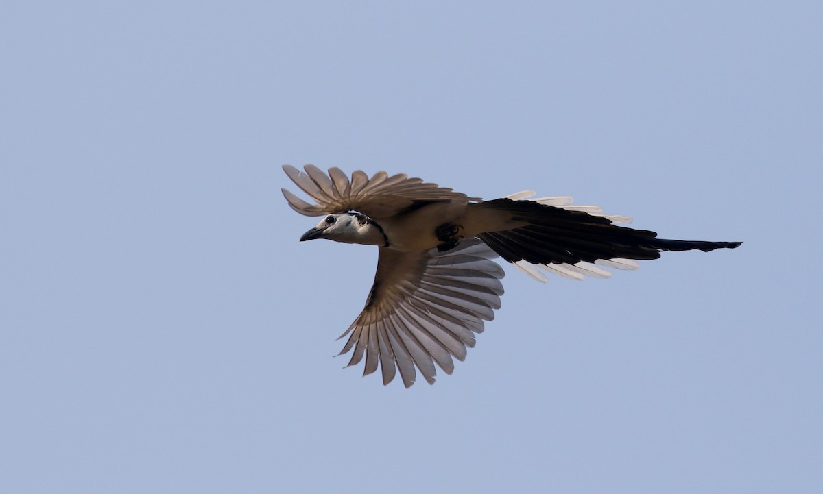 White-throated Magpie-Jay - ML176850491