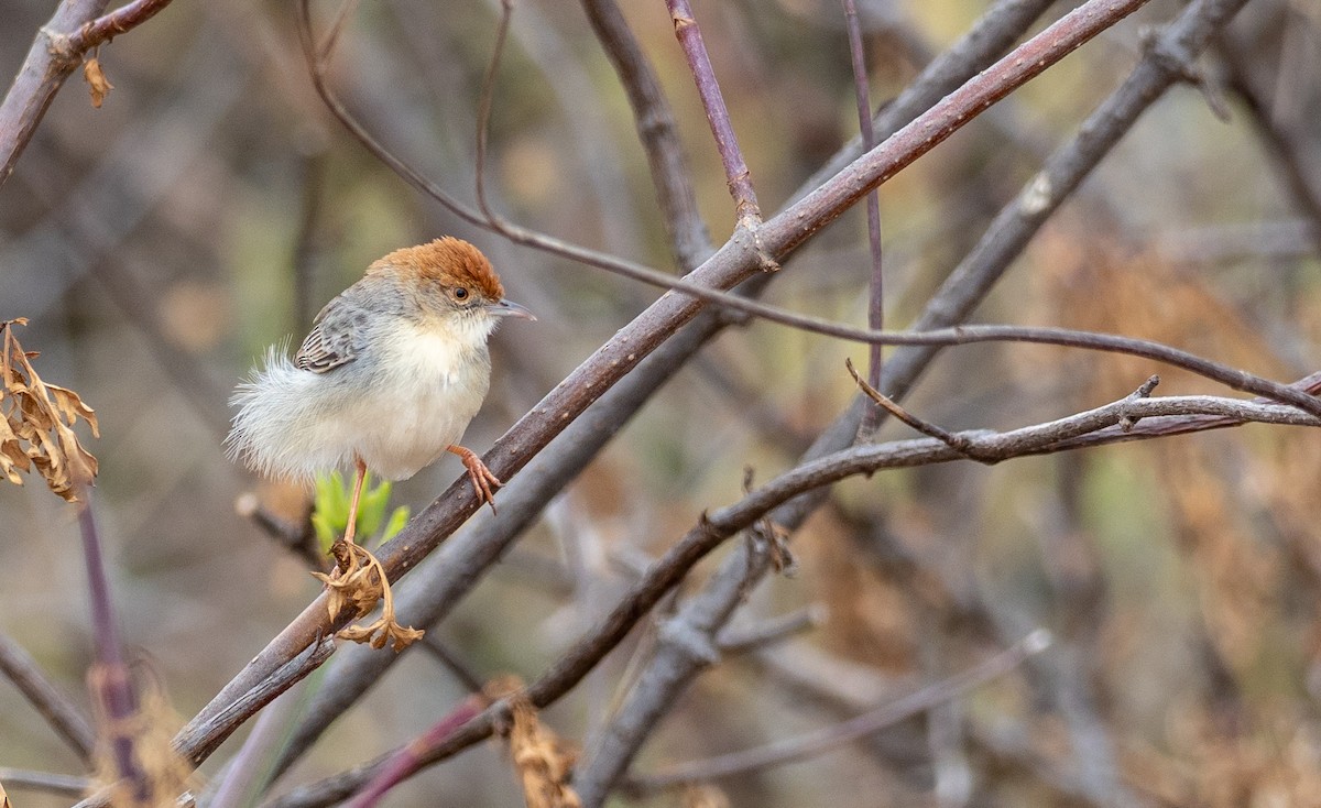 Tiny Cisticola - Forest Botial-Jarvis