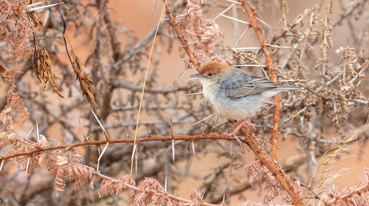 Tiny Cisticola - Forest Botial-Jarvis