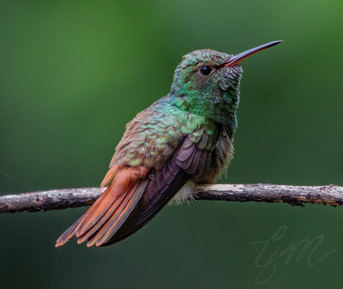 Rufous-tailed Hummingbird - Giovanni Martinez