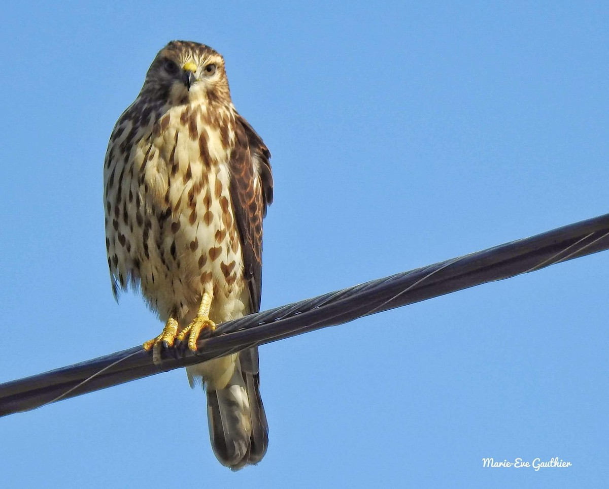 Broad-winged Hawk - Marie-Eve Gauthier