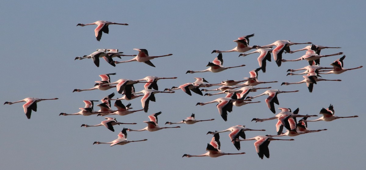 Lesser Flamingo - Lorix Bertling