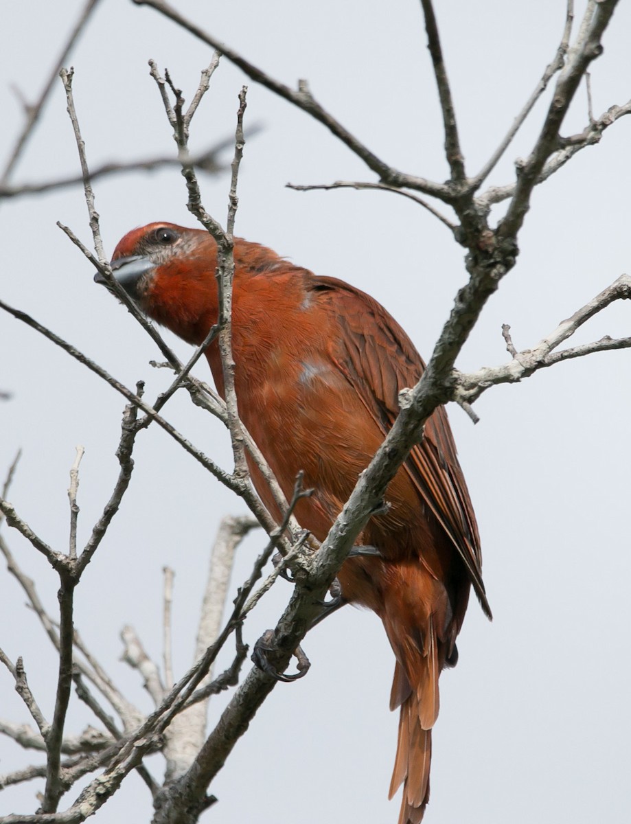Hepatic Tanager - ML176860731