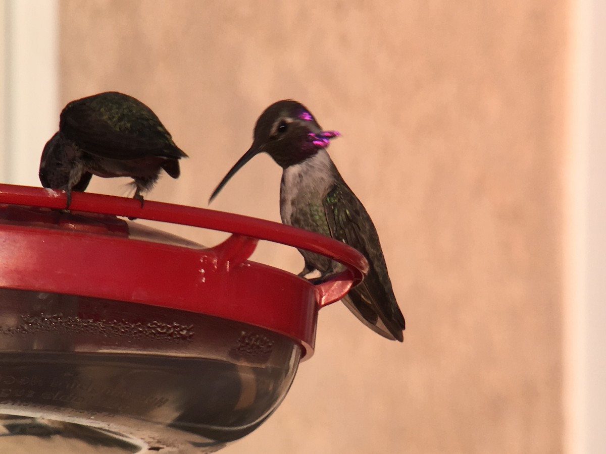 Costa's Hummingbird - ML176861341