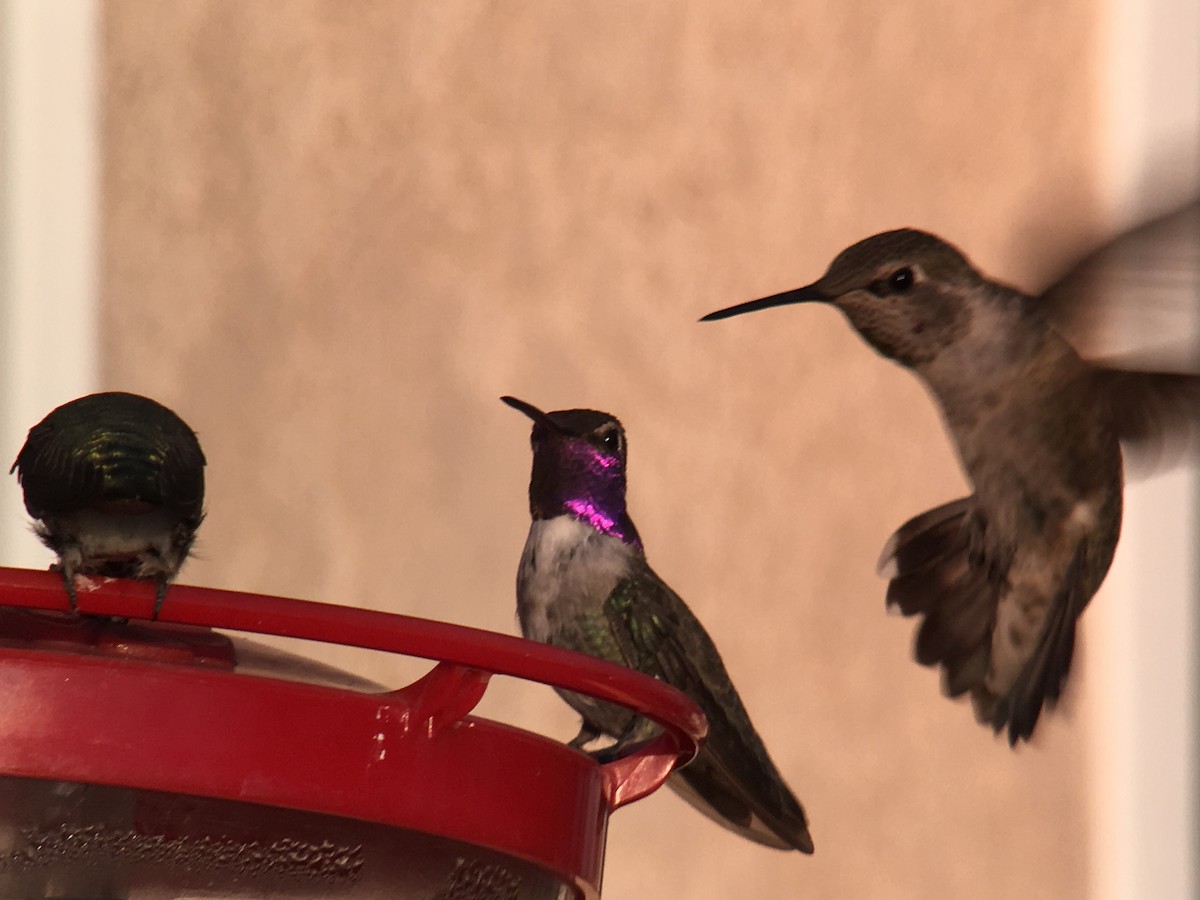 Costa's Hummingbird - ML176861351