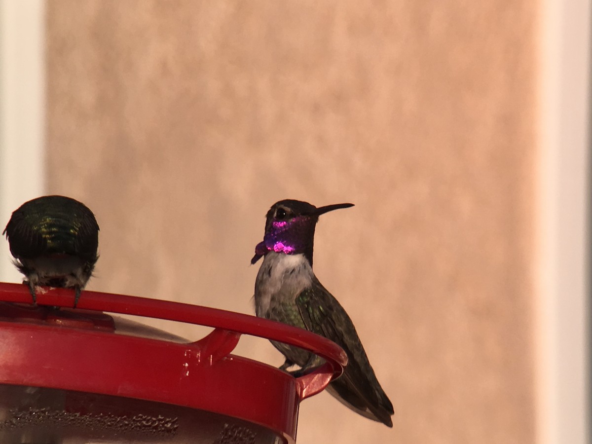 Costa's Hummingbird - ML176861361