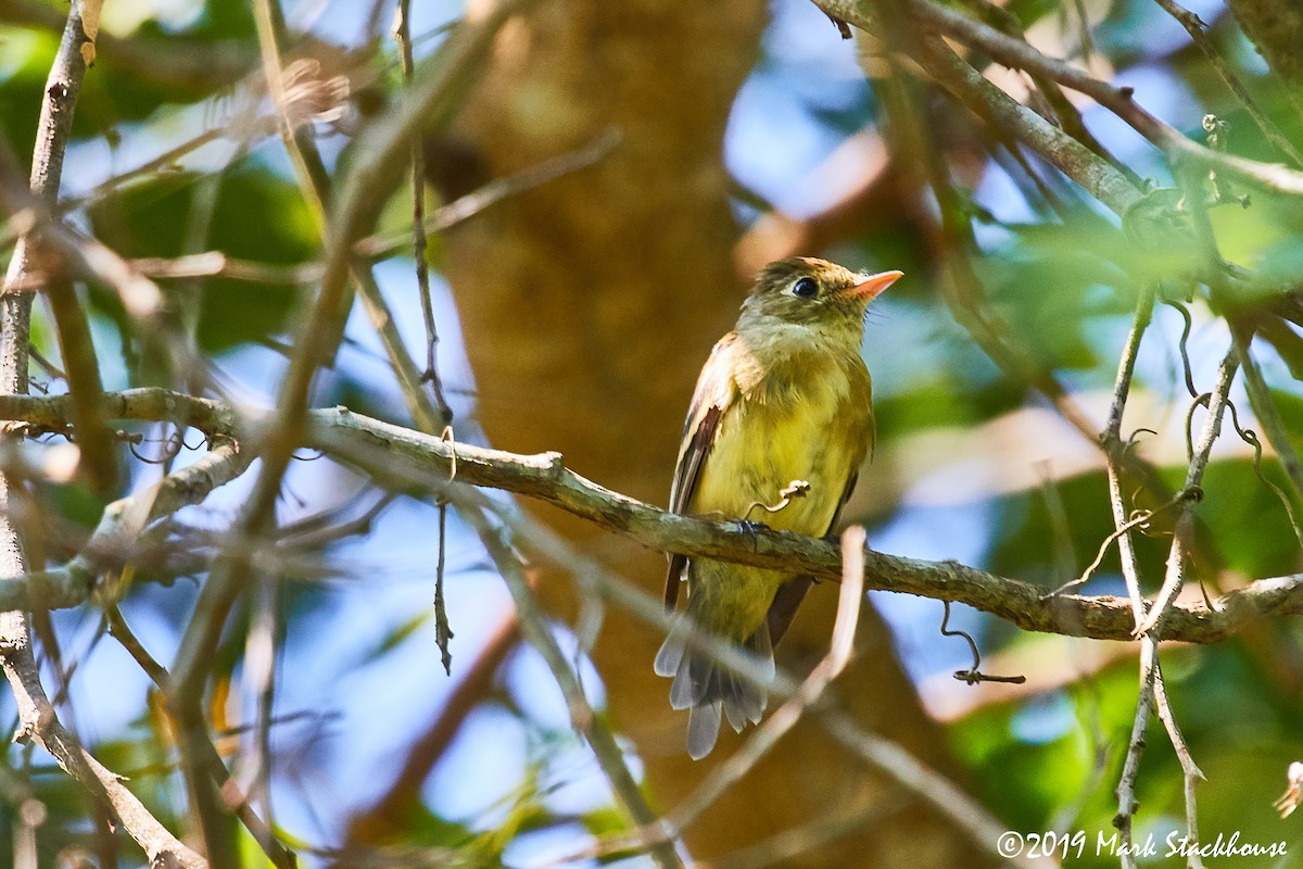 Western Flycatcher (Pacific-slope) - Mark Stackhouse