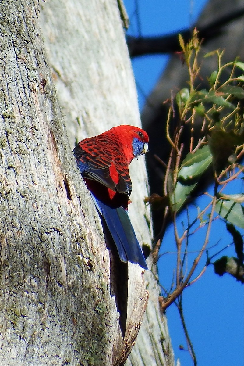 EBird Australia Checklist 15 Mar 2015 Mt Wombat Flora Fauna