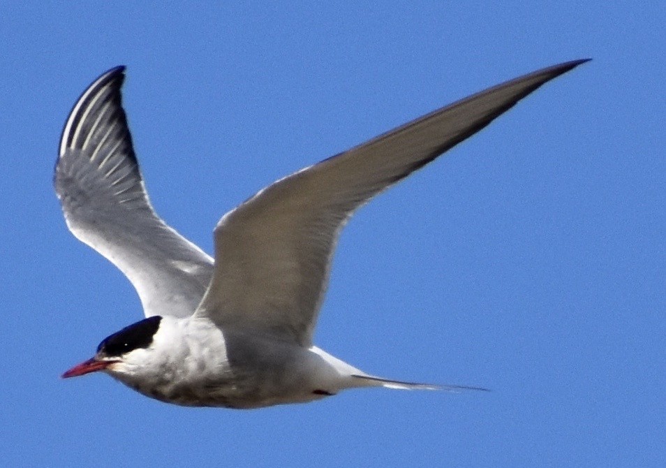 Arctic Tern - ML176863481