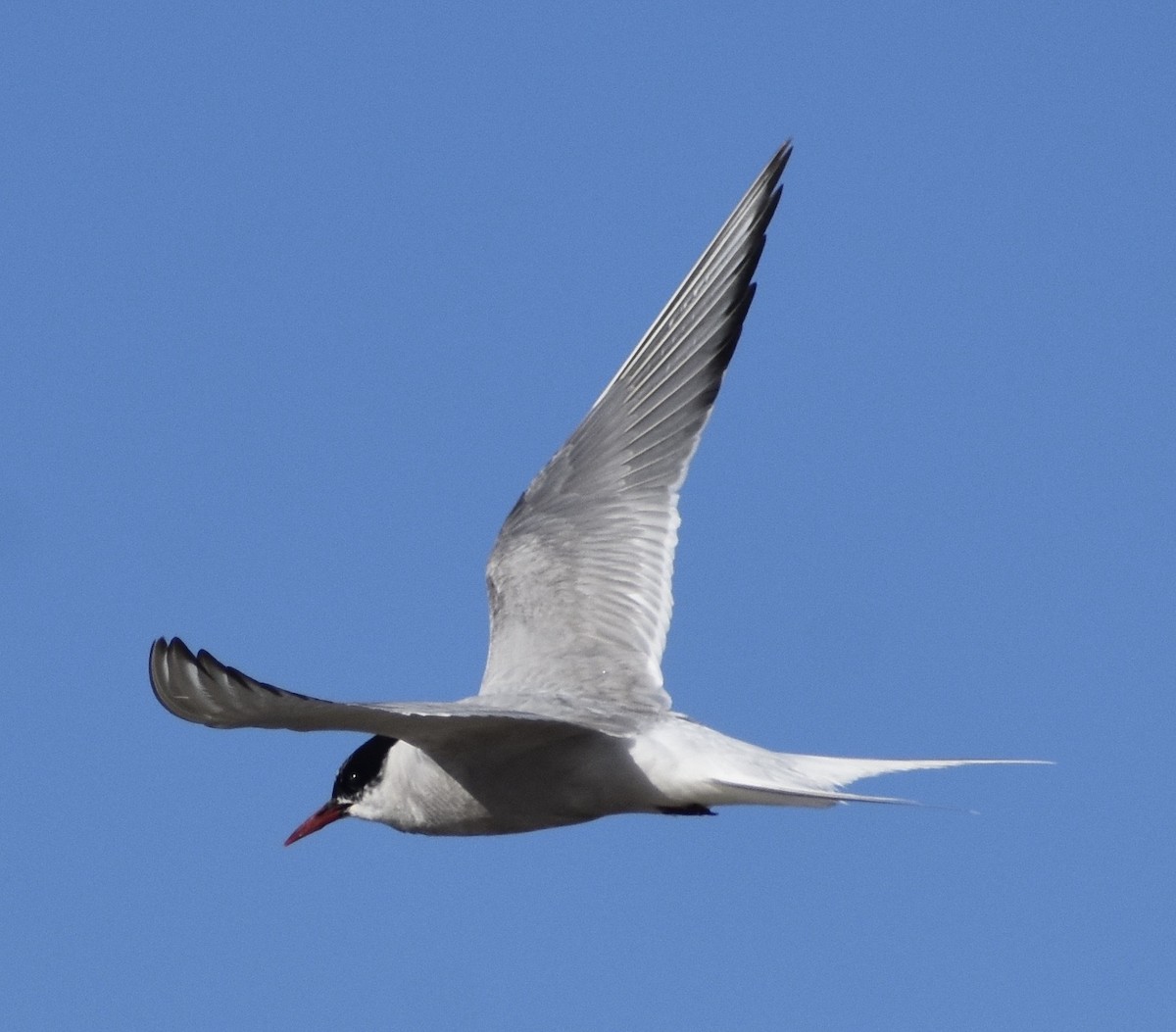 Arctic Tern - John/Linda Mendoza