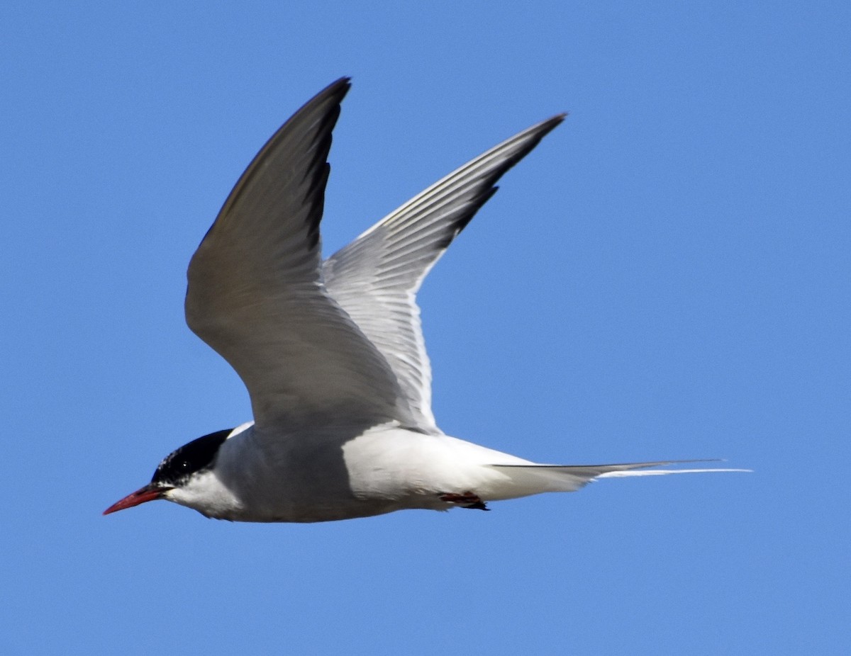 Arctic Tern - John/Linda Mendoza