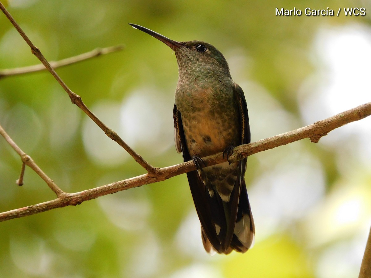 Scaly-breasted Hummingbird - marlo garcia