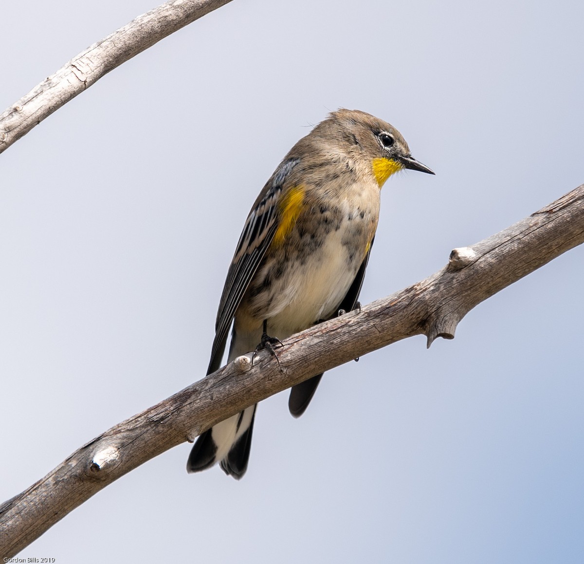 Yellow-rumped Warbler (Audubon's) - ML176868241