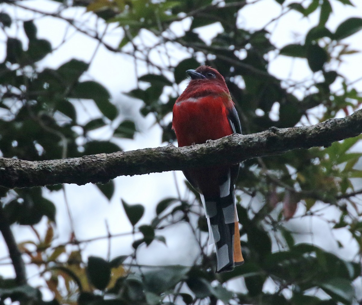 Red-naped Trogon - Dave Bakewell