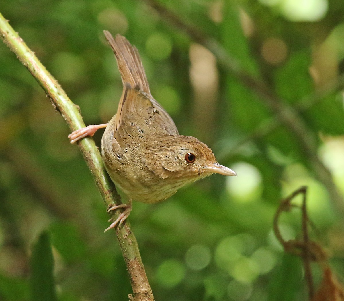 Buff-breasted Babbler - Dave Bakewell