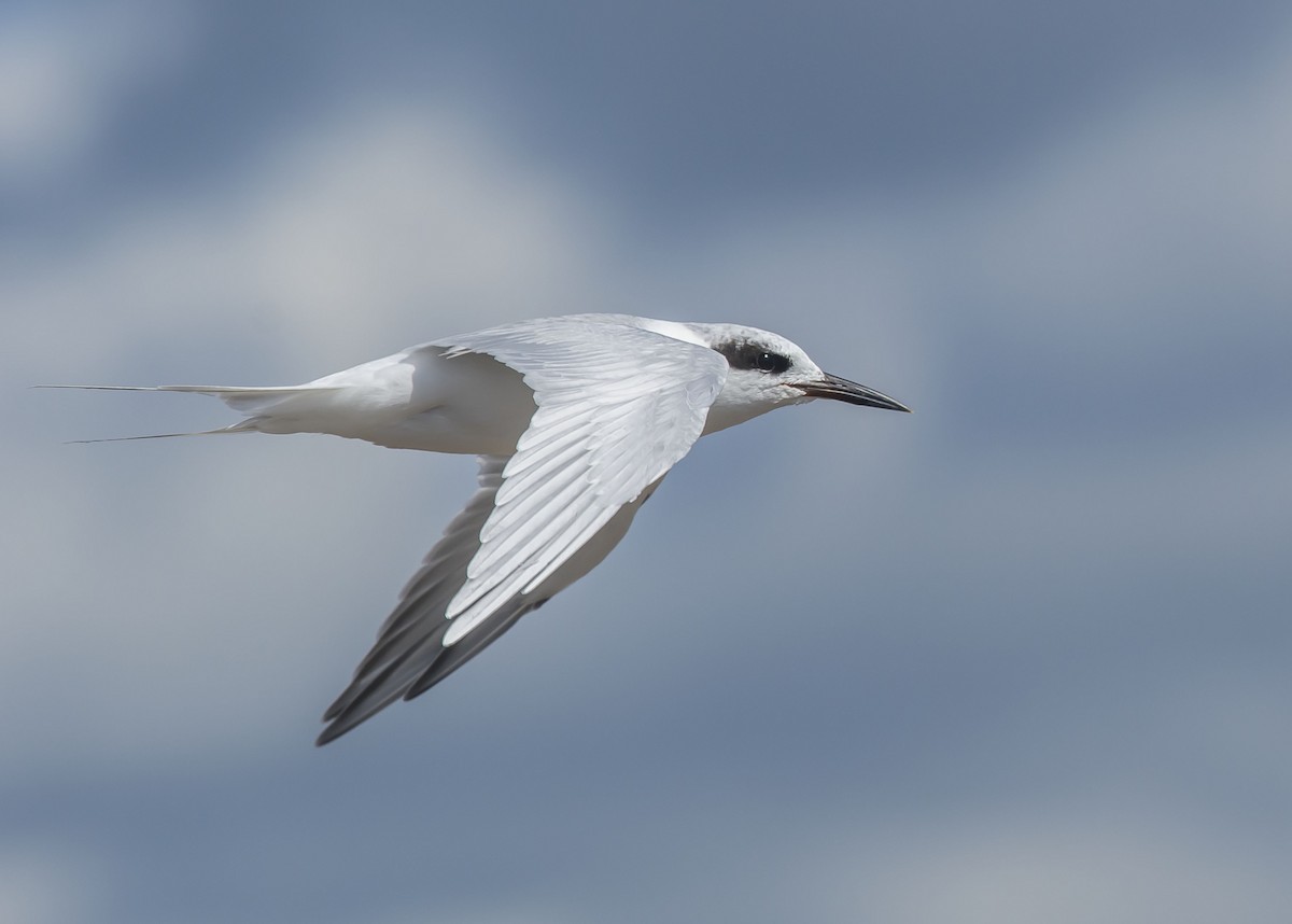 Forster's Tern - Ronnie d'Entremont
