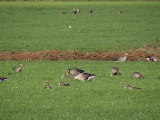 Lesser White-fronted Goose, ML176887751