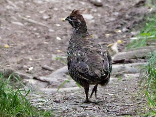  - Severtzov's Grouse