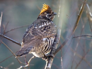 ミヤマエゾライチョウ - eBird