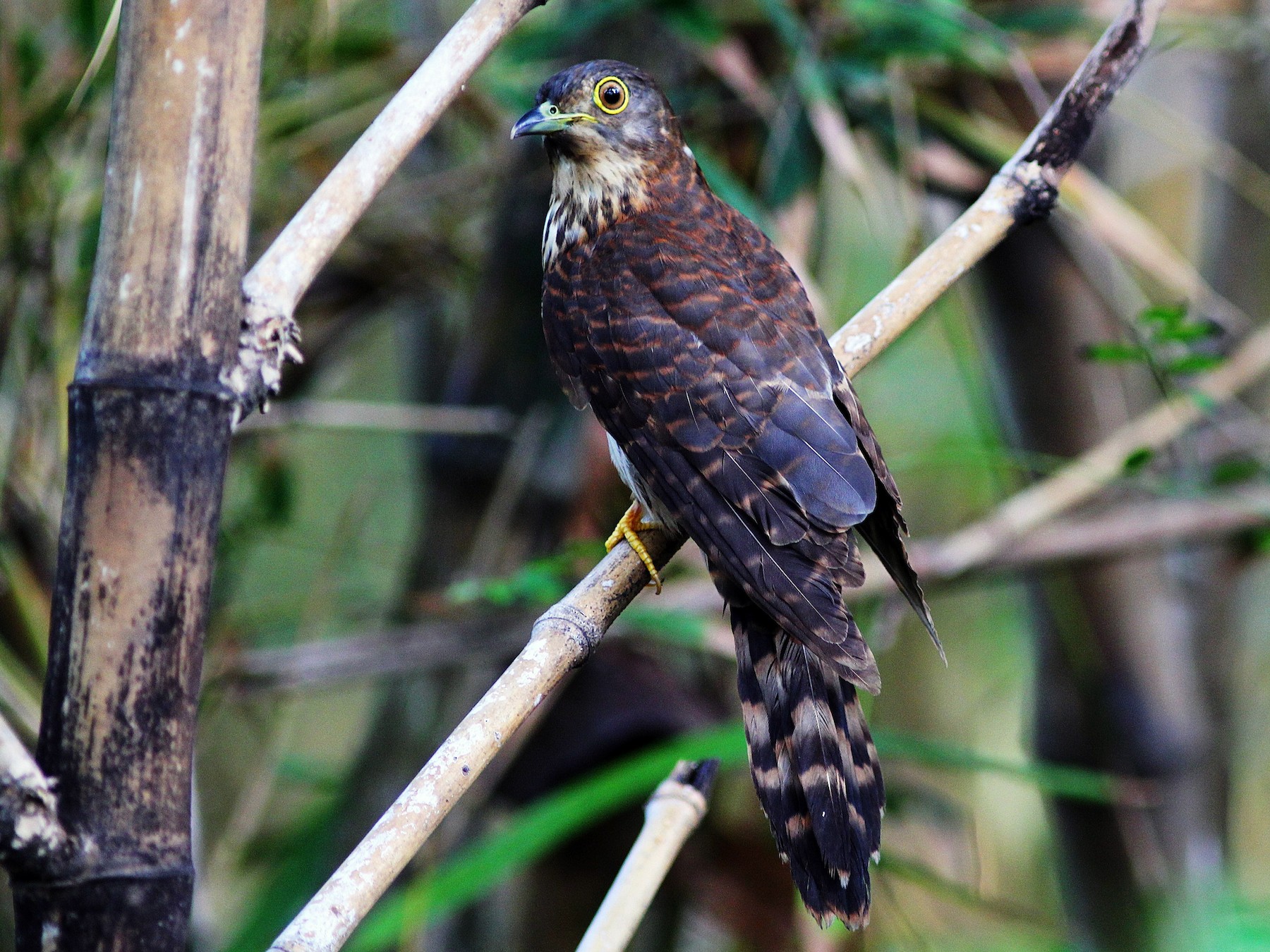 Hodgson's Hawk-Cuckoo - Krit Adirek