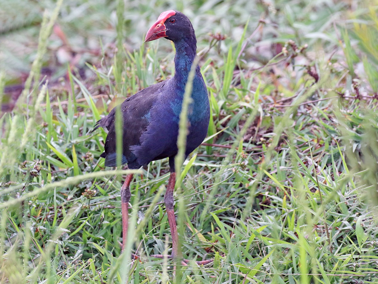 Black-backed Swamphen - Dave Bakewell