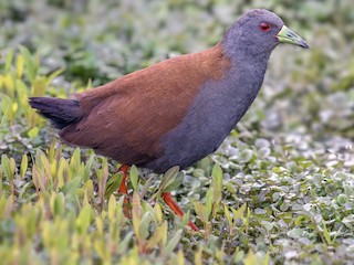  - Black-tailed Crake