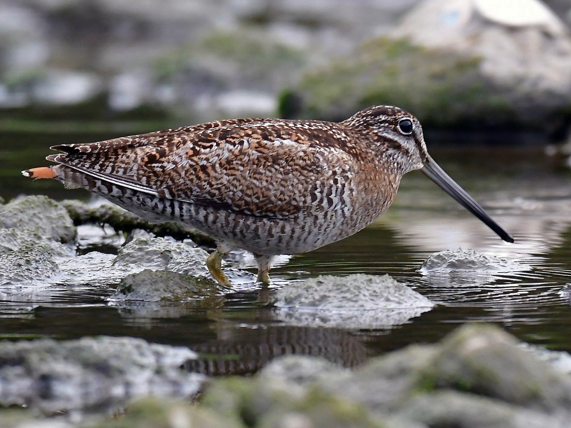 Solitary Snipe - Albert Tsai