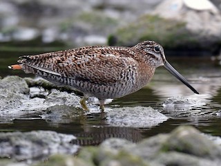 - Solitary Snipe