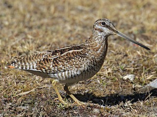 - Solitary Snipe