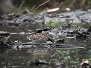  - Solitary Snipe