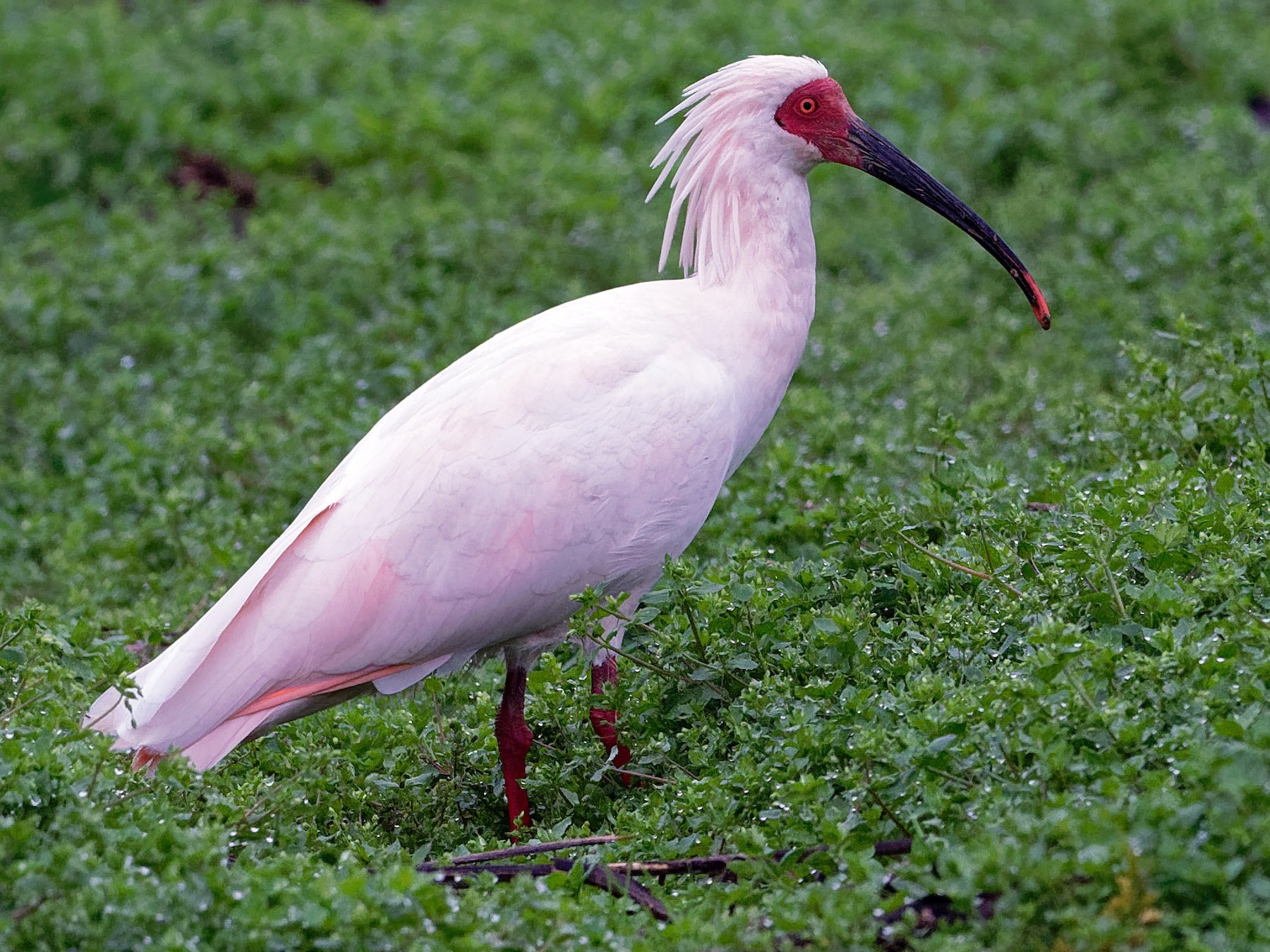 crested ibis