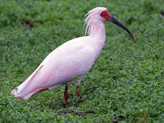  - Crested Ibis