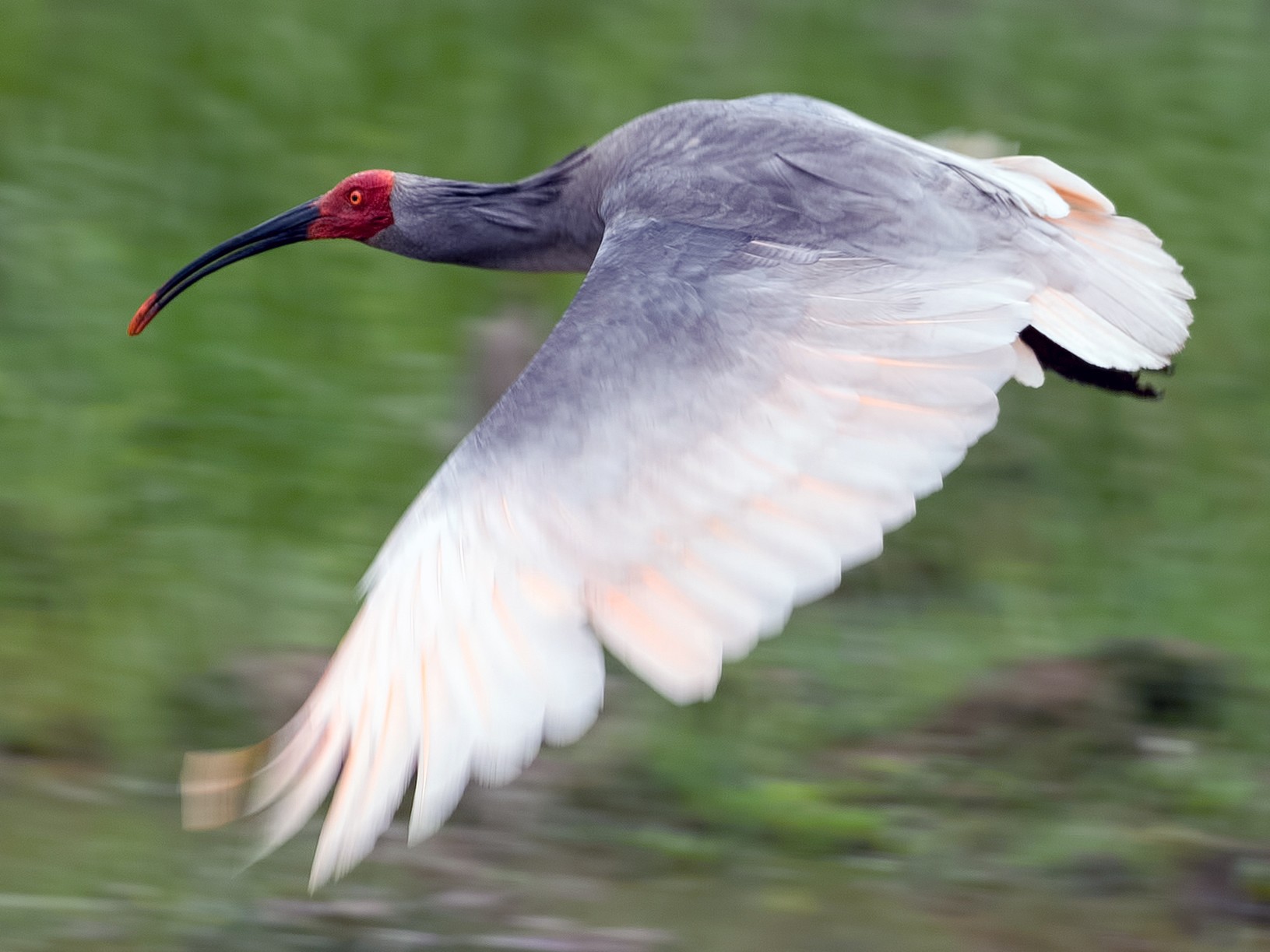 crested ibis