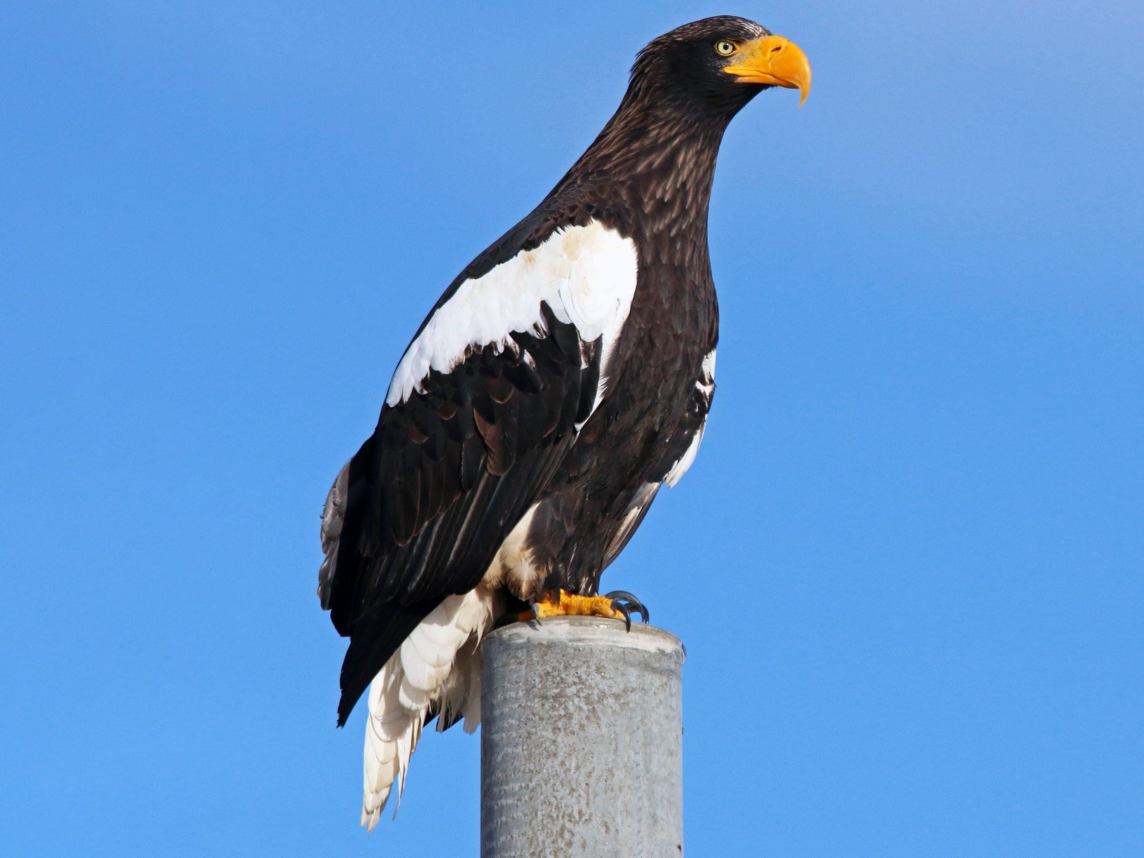 Steller's Sea-Eagle - eBird