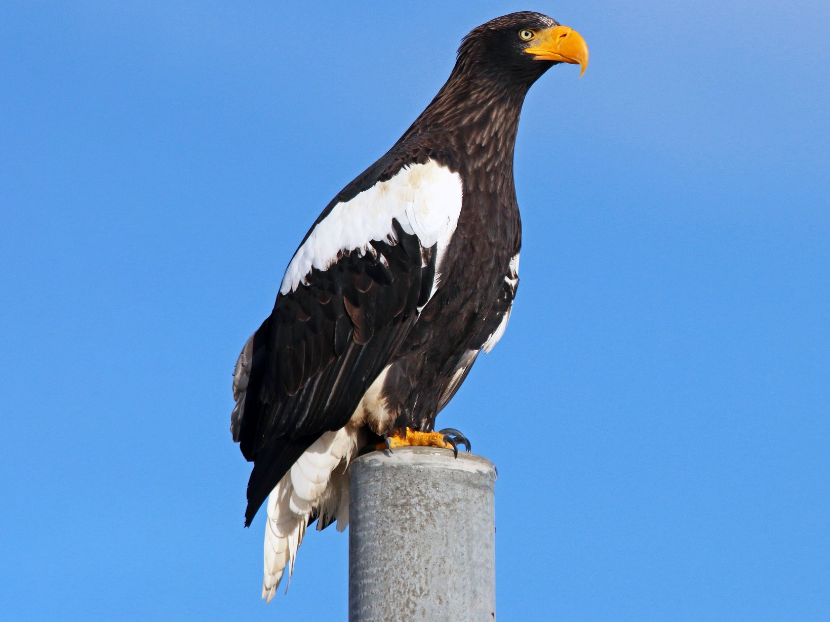 Steller's Sea-Eagle - Ian Davies