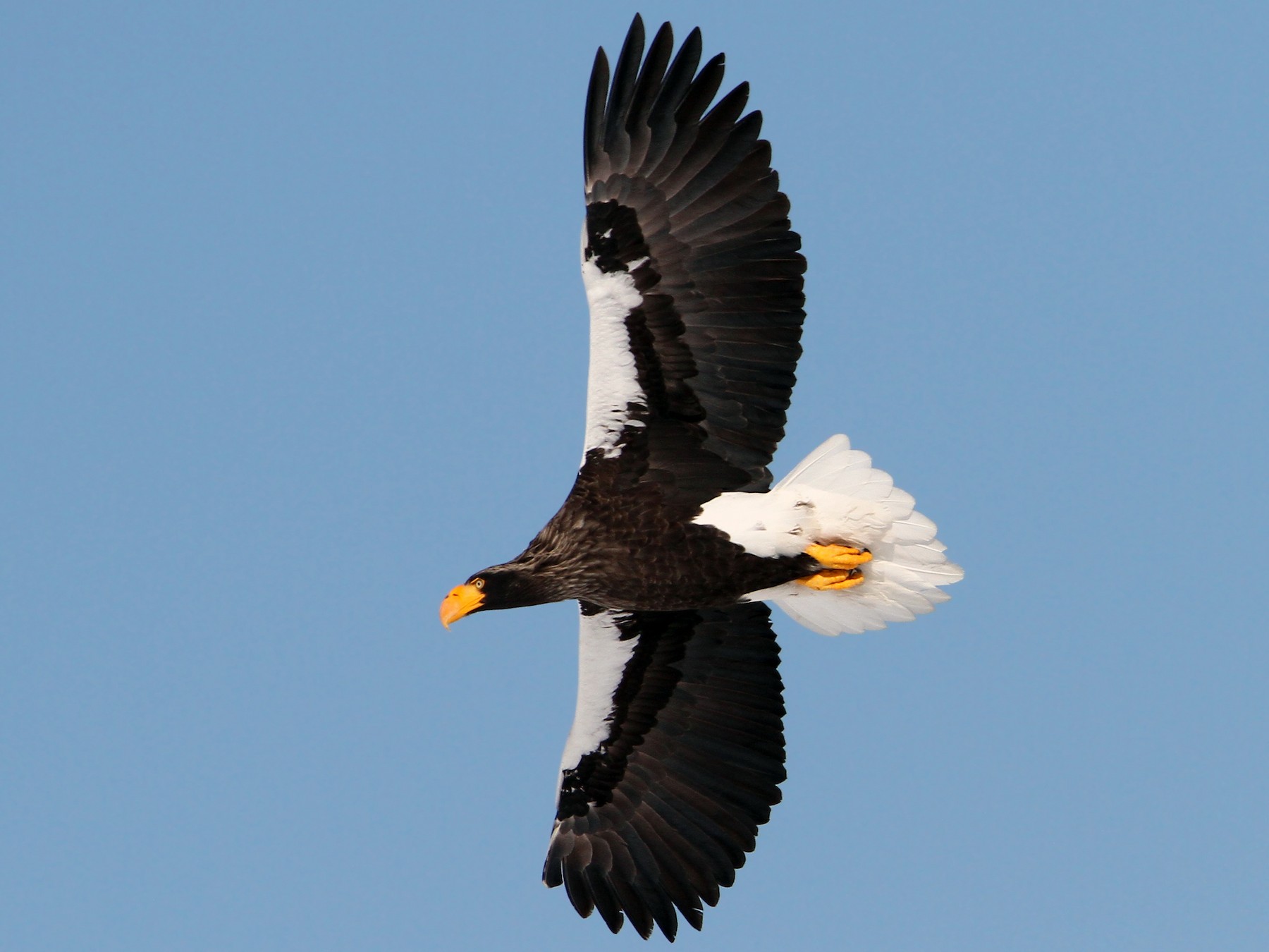 Steller's Sea-Eagle - eBird