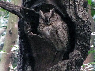 オオコノハズク - eBird