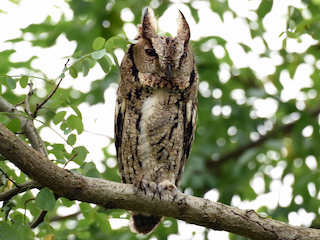  - Japanese Scops-Owl