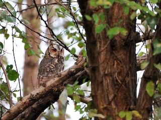 コノハズクページ オオコノハズク - eBird