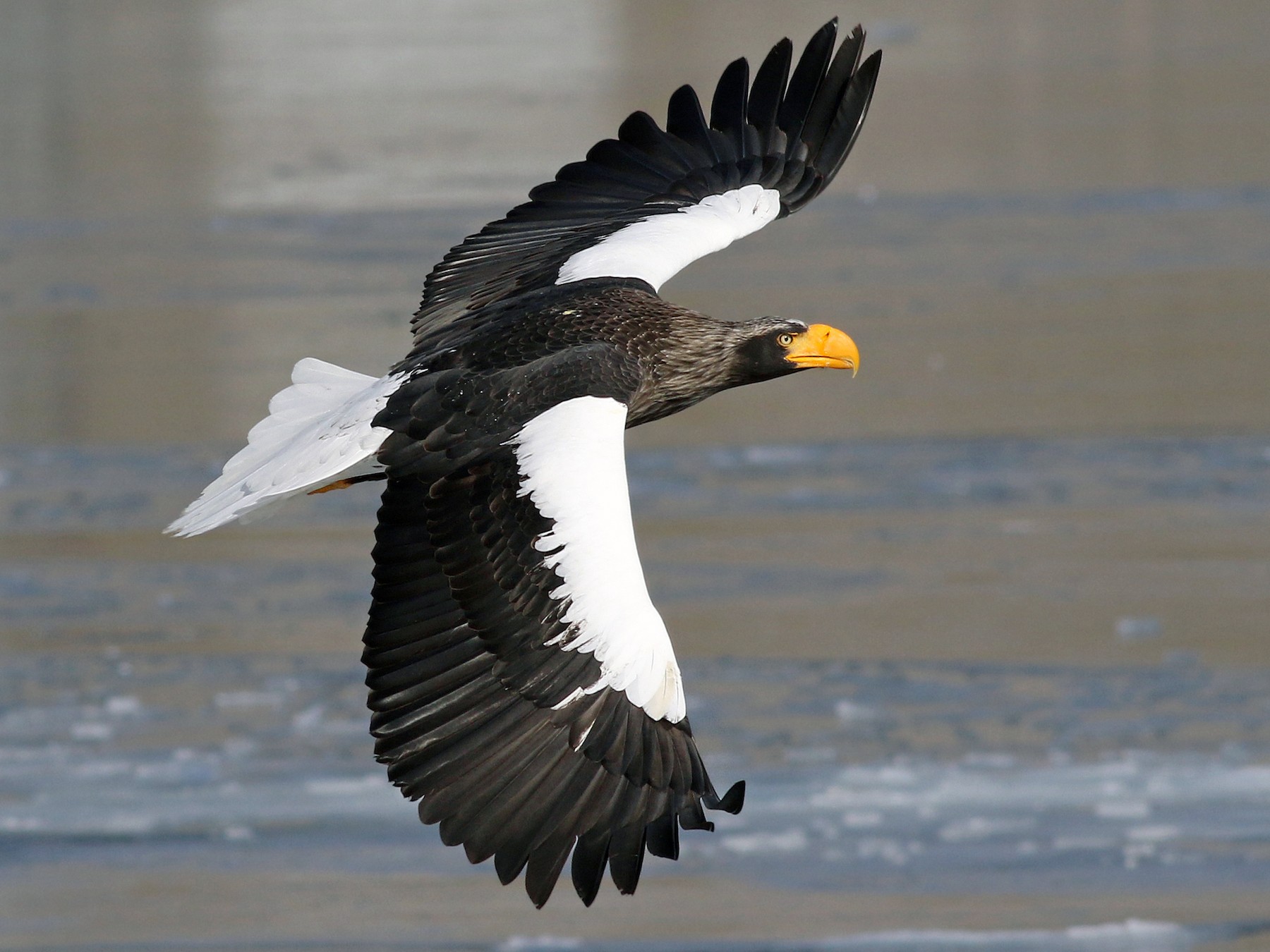 Steller's Sea-Eagle - Nick Bonomo