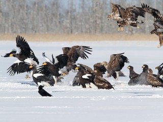 Flock - ML176892231