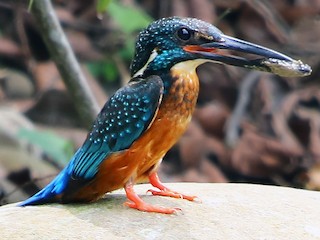 Martin-pêcheur de Blyth - eBird