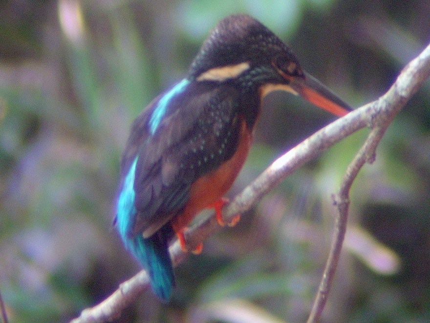 Blyth's Kingfisher - Suebsawat Sawat-chuto